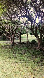 Trees growing on field
