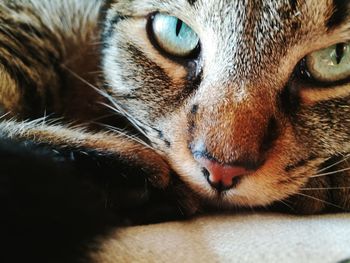 Close-up portrait of a cat