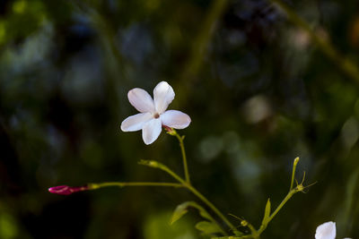 Close-up of white flowering plant