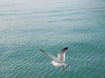 Seagull flying over sea