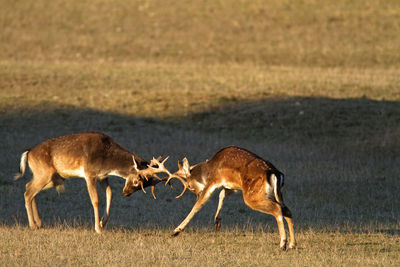 Deer fighting in brijuni national park