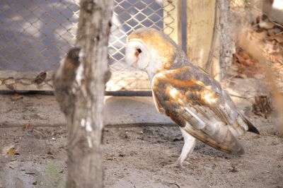 Close-up of bird in cage