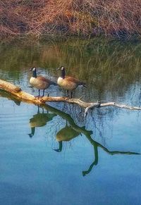 Reflection of trees in water