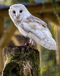 Close-up of owl perching on wooden post