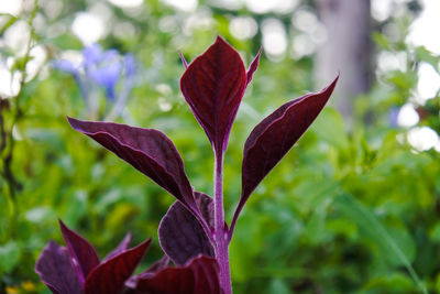 Close-up of purple flowering plant