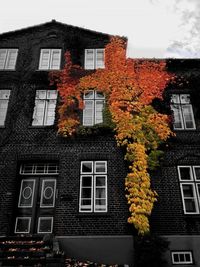 Close-up of tree against house during autumn