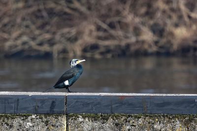 Bird perching on a railing