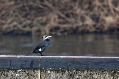 Side view of bird perching by lake