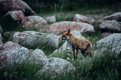 Fox on land