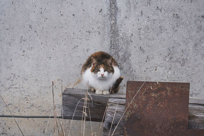 High angle portrait of cat sitting on floor against wall