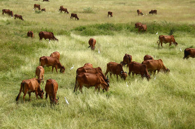 Horses in a field