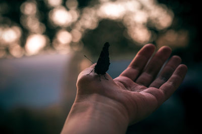 Cropped hand holding butterfly during sunset