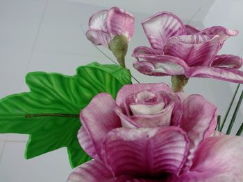 Close-up of pink orchids
