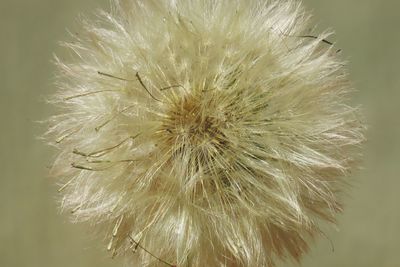Close-up of dandelion