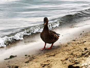 View of bird on beach