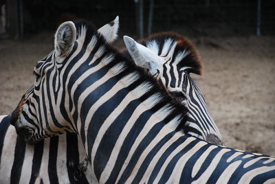 Close up of a zebra grazing