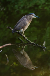 Bird perching on a lake