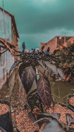 Close-up of dry leaves on plant against sky