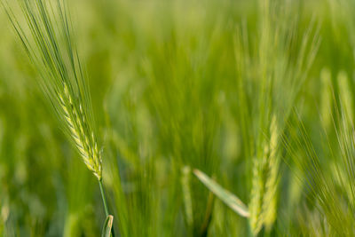 Close-up of wheat growing on field