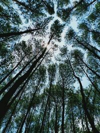 Low angle view of trees in forest