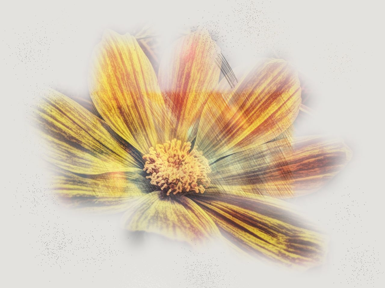 white background, flower, studio shot, fragility, freshness, close-up, flower head, petal, pollen, indoors, copy space, beauty in nature, nature, single flower, softness, yellow, white color, no people, focus on foreground, selective focus