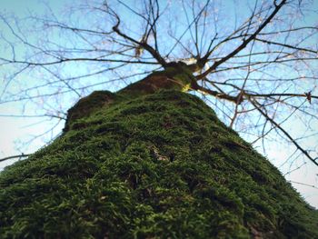 Low angle view of trees against blue sky