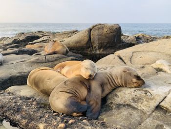 Group of cute seals lying on rock at beach