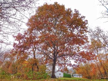 Trees in autumn