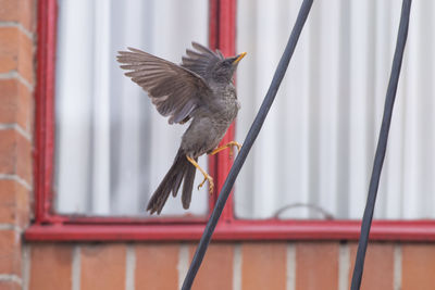 Close-up of bird perching on feeder