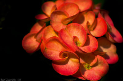 Close-up of flowers blooming against black background