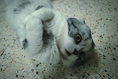 High angle view of cat resting