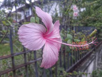 Close-up of pink hibiscus flower