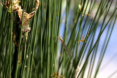 Close-up of lizard on plant at field