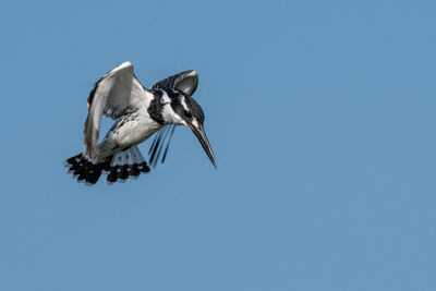 Low angle view of a bird flying