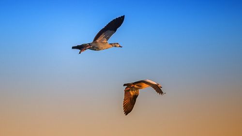 Low angle view of seagulls flying in sky