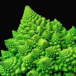 Close-up of green leaves against black background