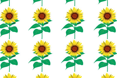 Close-up of yellow sunflowers against white background