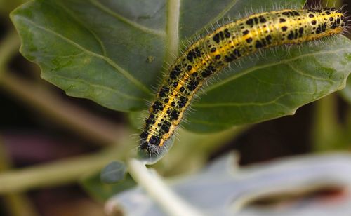 Close-up of caterpillar on leaf