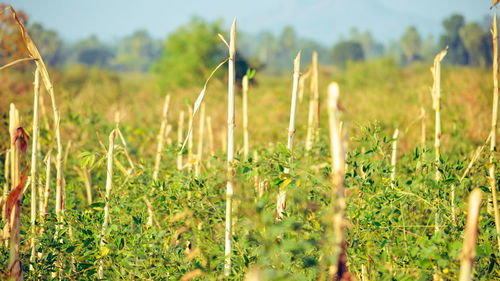 Close-up of fresh green beans plants on field.