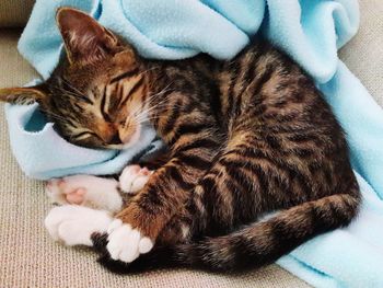 High angle view of cat sleeping on bed