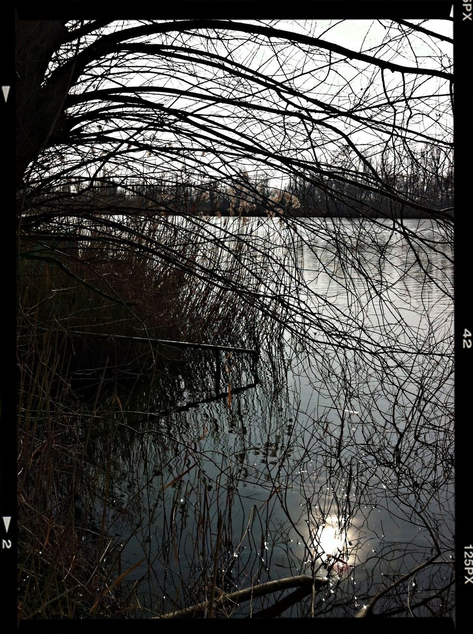 transfer print, auto post production filter, water, bare tree, tree, branch, reflection, lake, tranquility, nature, tranquil scene, sky, river, scenics, beauty in nature, outdoors, no people, plant, growth, silhouette