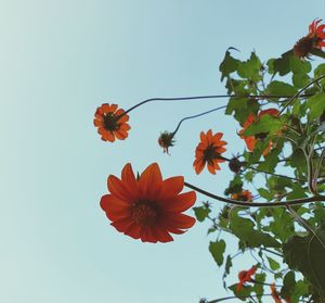 Low angle view of orange flowering plant against clear sky