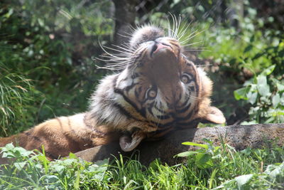 Tigress posing