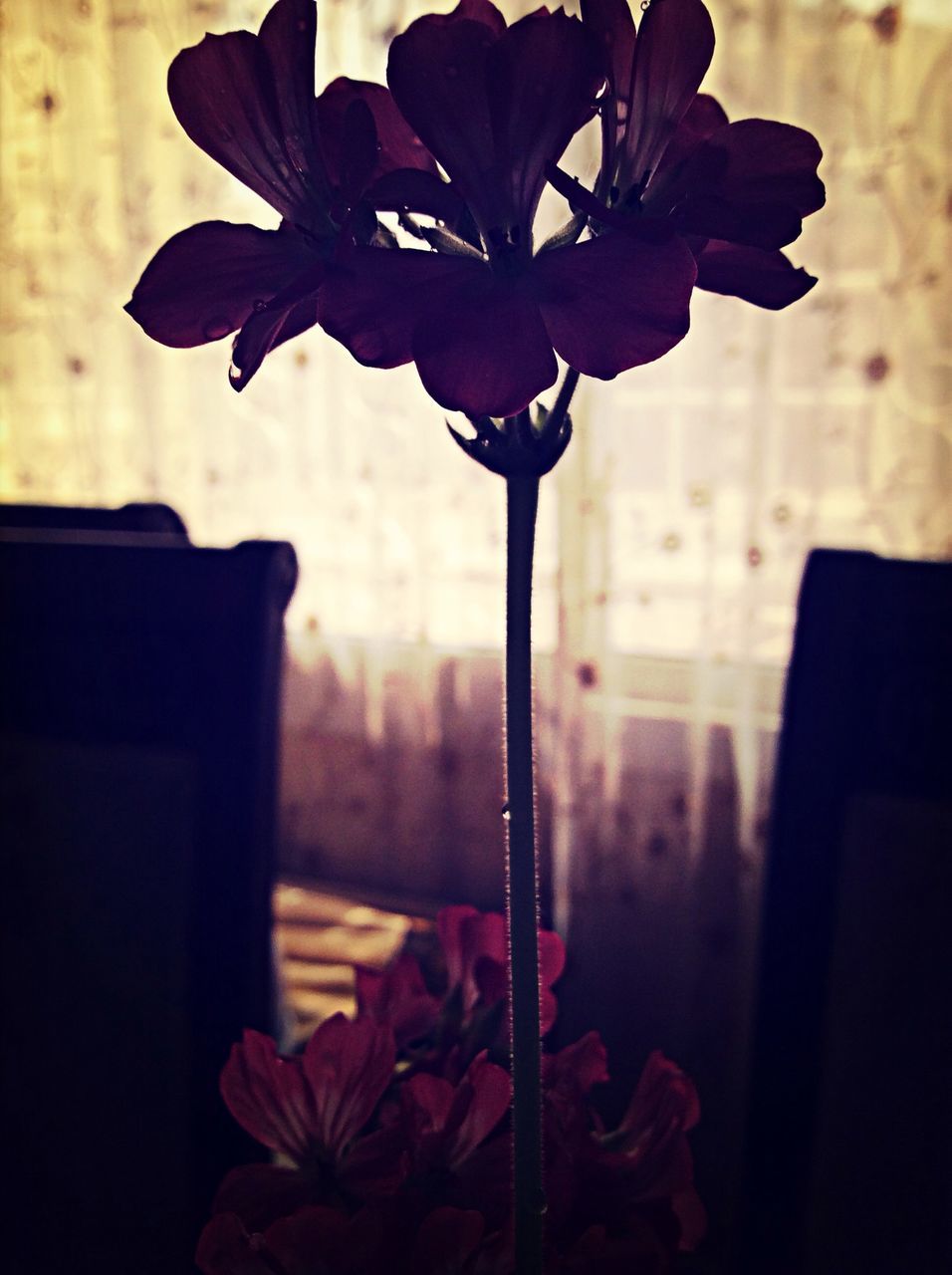 flower, petal, close-up, fragility, flower head, focus on foreground, indoors, plant, freshness, growth, stem, nature, home interior, wall - building feature, no people, beauty in nature, red, rose - flower, single flower, window