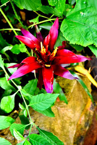 Close-up of red flower