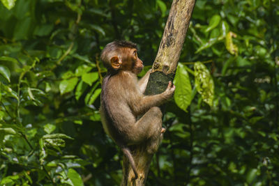 A curious juvenile pig-tailed macaque in the borneo rainforest of sepilok in sabah, malaysia