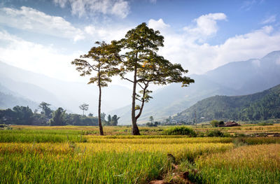 Scenic view of agricultural field against sky