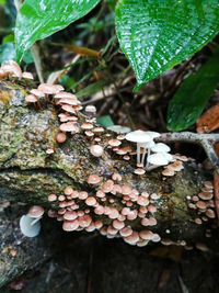 Close-up of mushroom growing on tree trunk