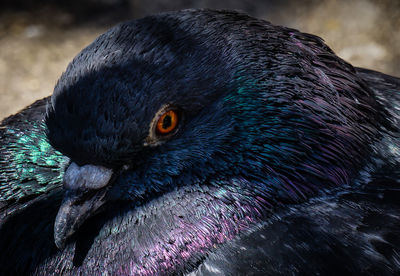 Close-up of a bird