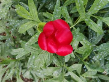 High angle view of red rose on leaf